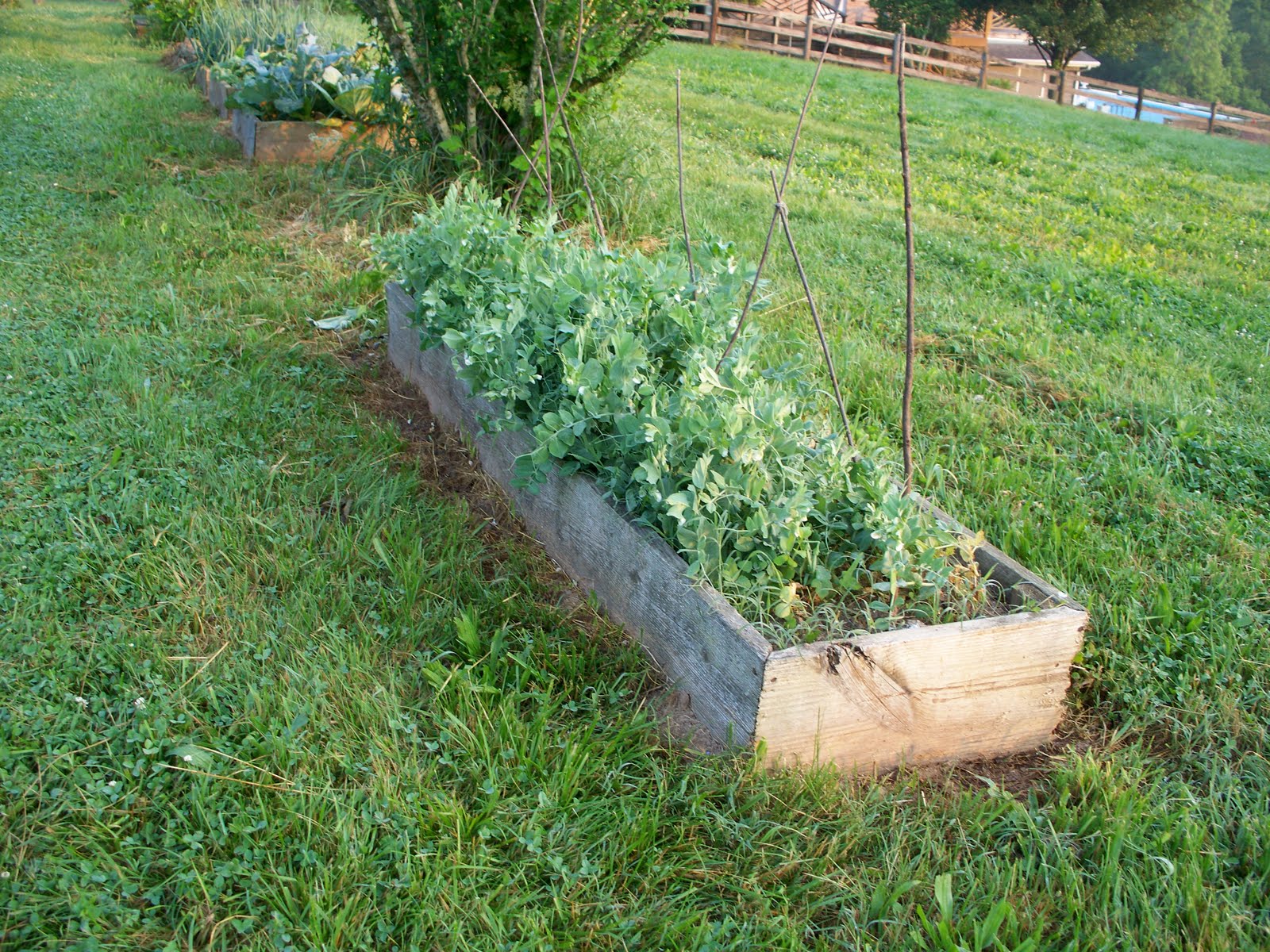 Curtis and Kaye Absher Raised Bed Gardening