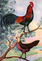 Red Jungle Fowl