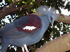 Blue Crown Pigeon