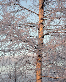 The Land of White Trees - Winter