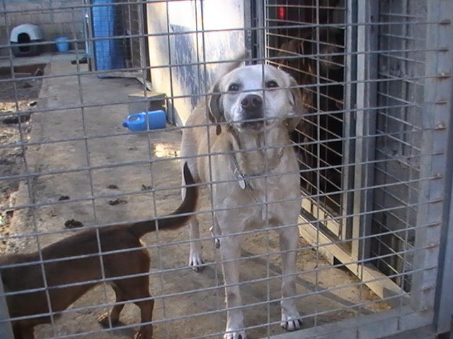 DANTE. Esterilizado.adoptado!