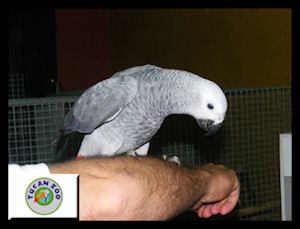 Papagaio Cinzento ou Psittacus erithacus (criados à mão)