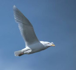 birds flying across sky natural pk pm posted