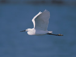 birds flying across sky