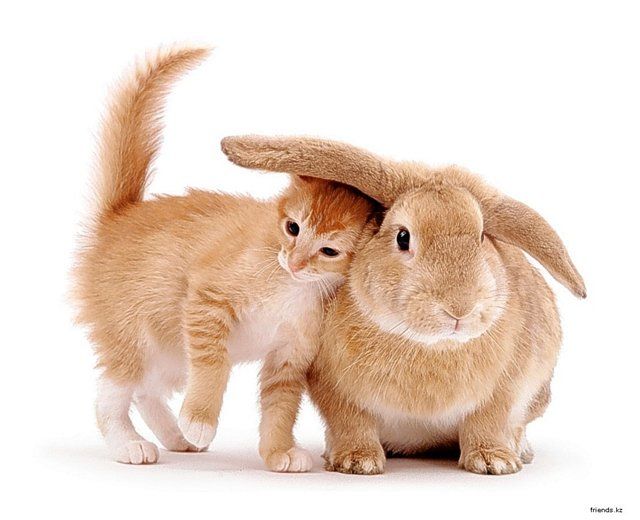 Новый Год Кота В Каких Годах Новый Год Кота В Каких Годах