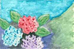 opaque hydrangeas watercolor gouache