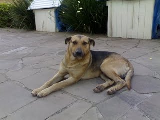 [MIMOSO_DEITADO.jpg]