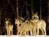 [pack-of-wolves[1].jpg]