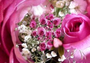 [RoseMotherday1.jpg]