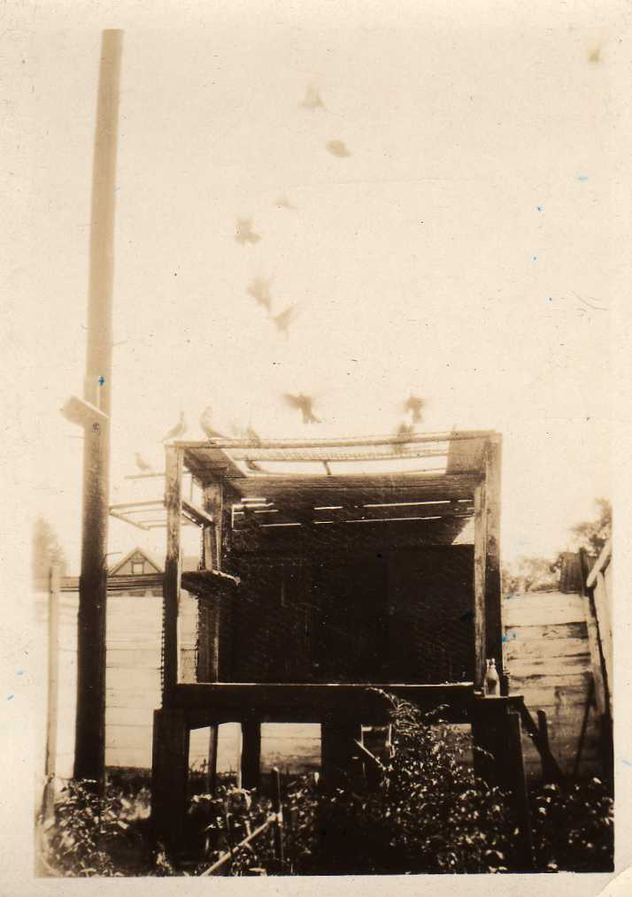 [Pa's+Birds+1932.jpg]