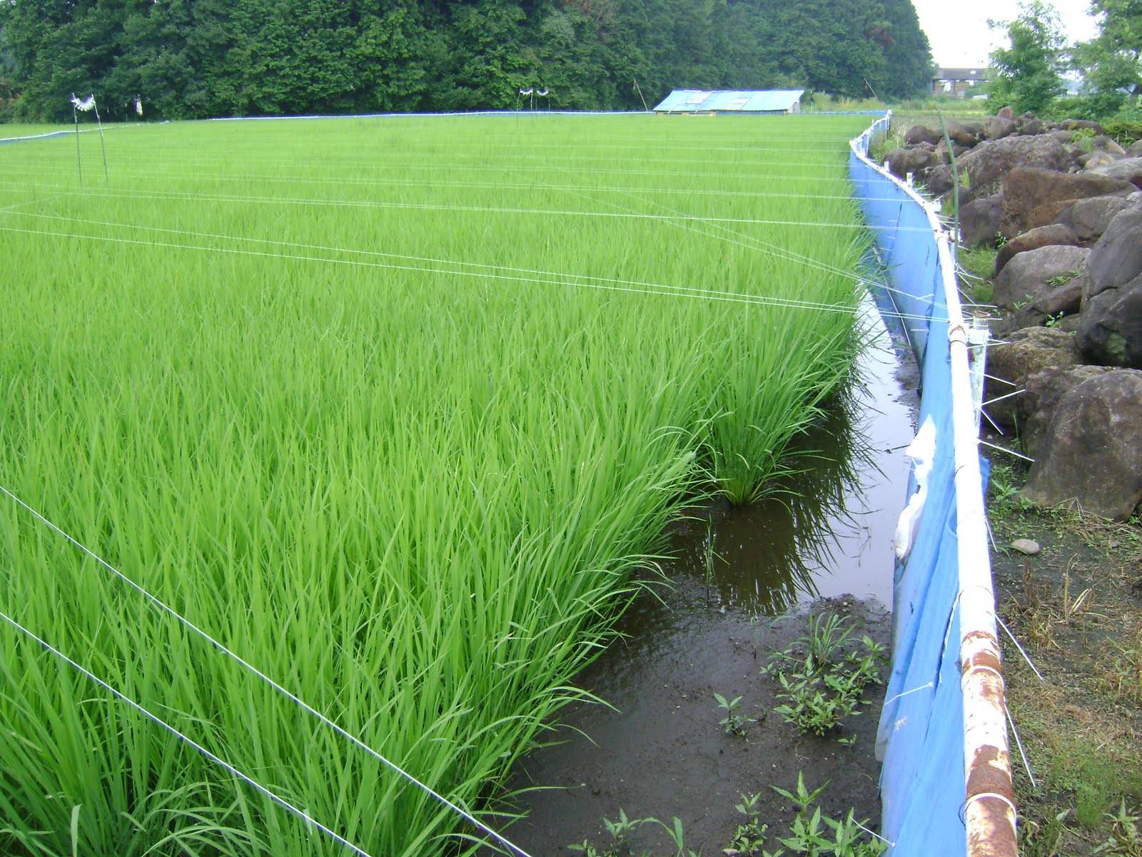 Parkers in Japan: Summer Festival / Rice Field Bug Catching