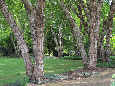 River birch trees - so peaceful!
