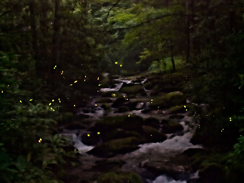LarrysPhotoBlog Fireflies of Elkmont
