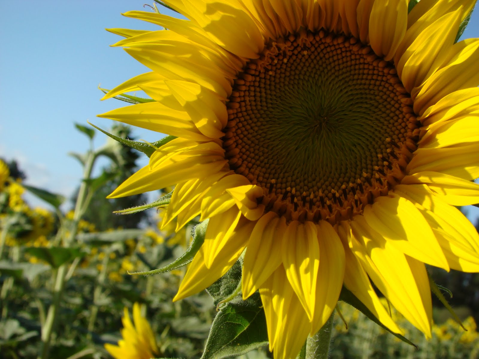 Una Calada de Humo.r: El girasol