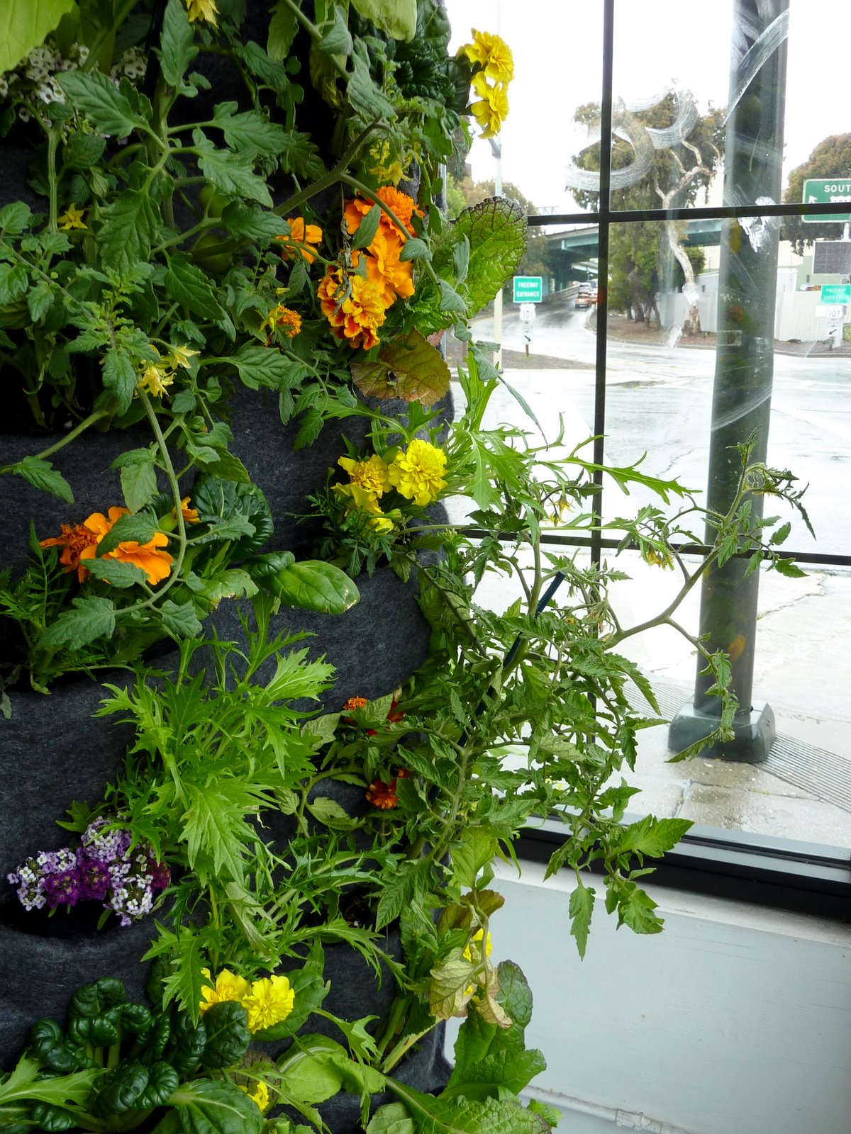 ... On Walls vertical garden systems: Aquaponic Vertical Vegetable Garden