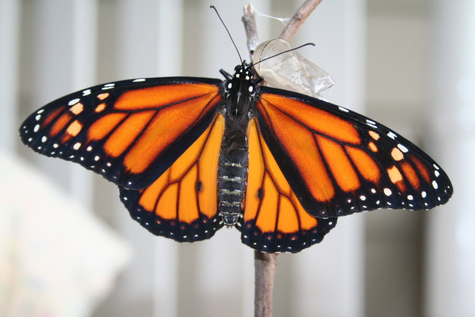 Sunshine in the House Hatching Monarch Butterflies at Home