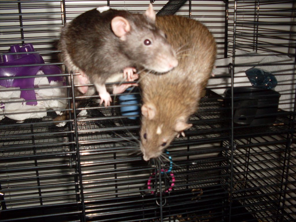 The Flower and Izzie Spot All Things Rats! Rats! Rats! Rats!