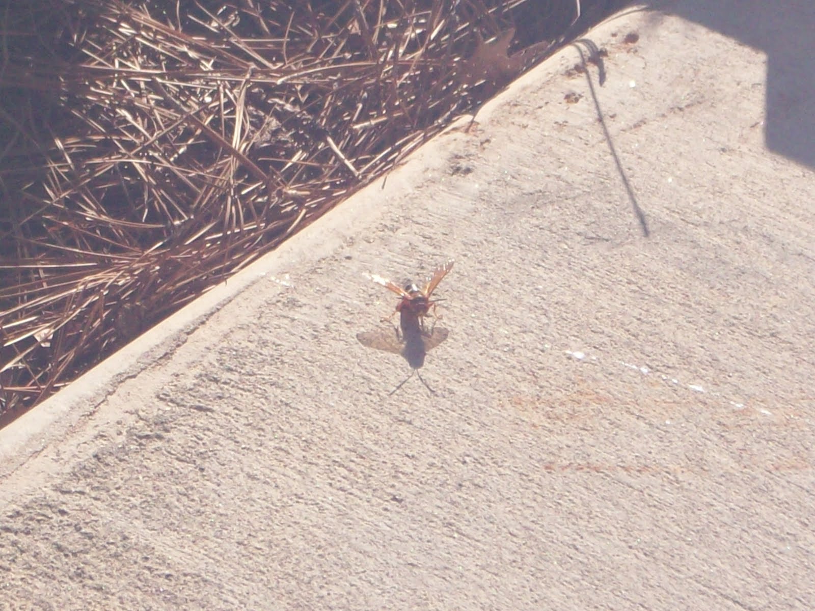...grace like rain...: 3 inch killer bees!