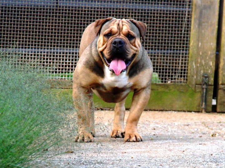 OLIBULLS OLD ENGLISH BULLDOG SEGUNDO A WIKIPÉDIA.