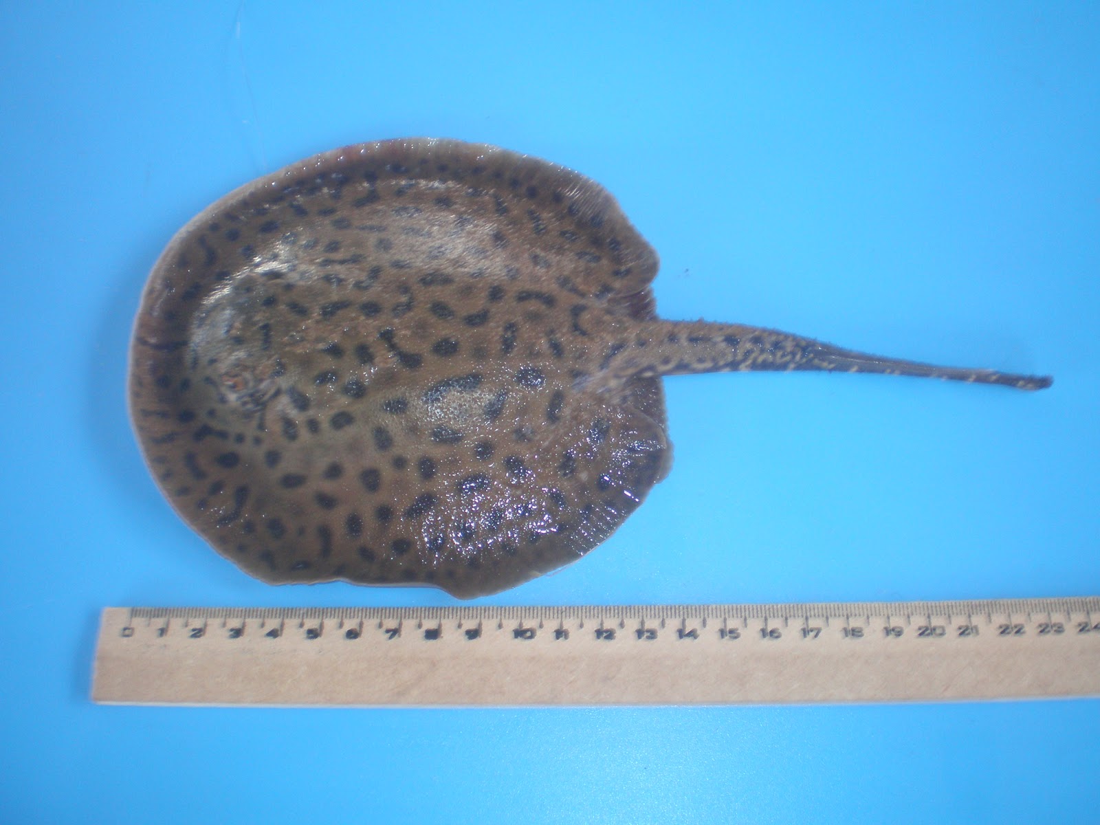 Ictiologia en Paraguay Familia Potamotrygonidae