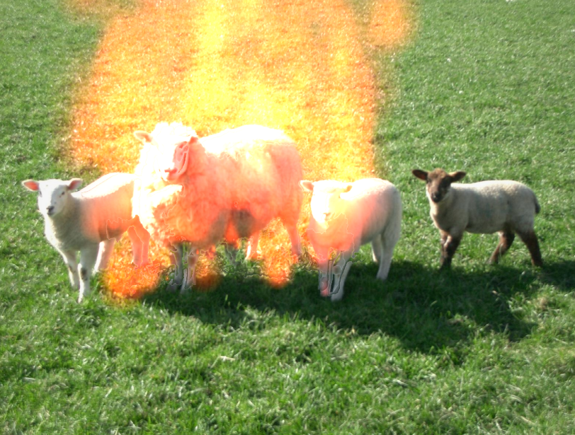 burning+sheep.png