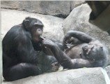 [chimps.jpg]