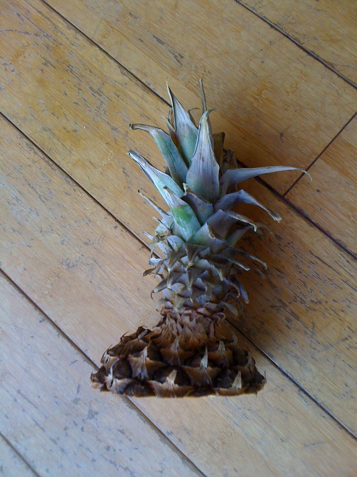 Apt Garden Plant a Pineapple Head