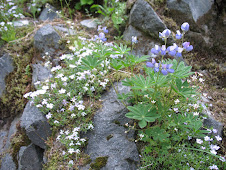 Spreading Phlox with Lupine