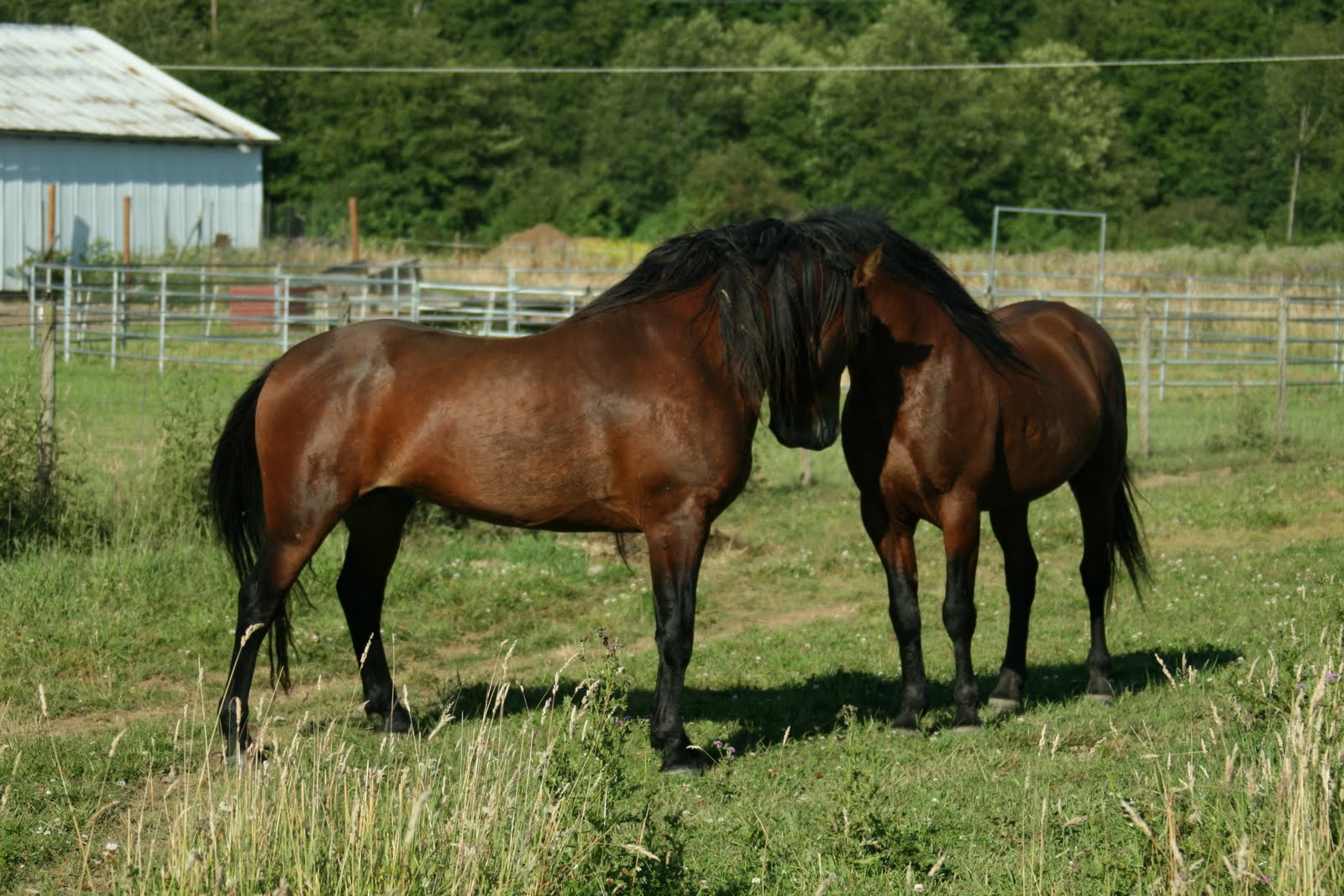 Used Mustangs For Sale >> Mustangs Sale: Kiger Mustang Stallions Used Mustangs For Sale >> Mustangs Sale: Kiger Mustang Stallions