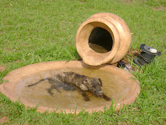 ESCOLA FAF UM  REFÚGIO PROTETOR