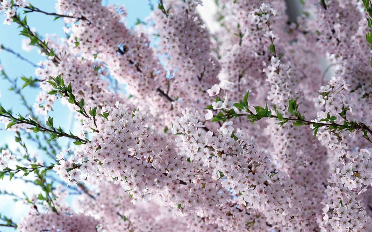 http://3.bp.blogspot.com/_uTGKd6u5pJ4/TRlKG-AKADI/AAAAAAAAAO4/vZzE3Tfor9U/s1600/Purple-Summer-Bloom-Cherry-Blossom-Wallpaper.jpg