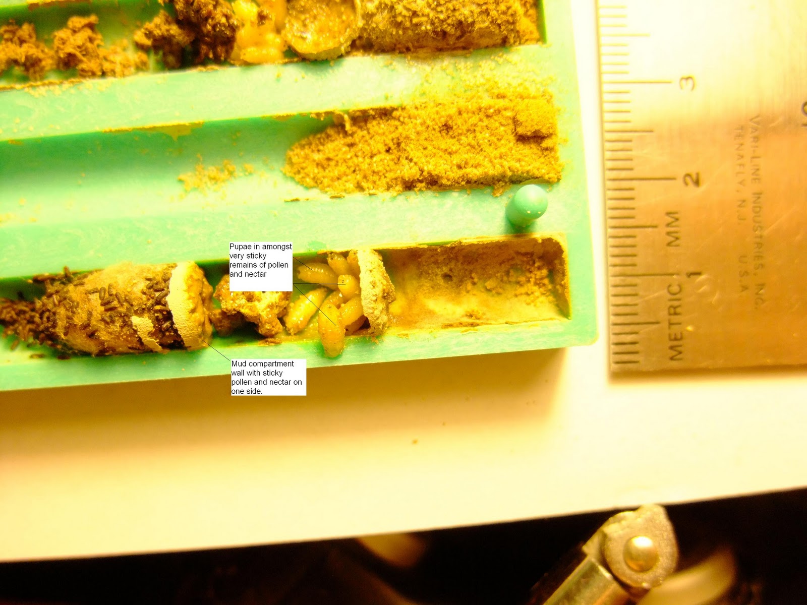 ? Fruit fly larvae in mason bee nesting tunnel
