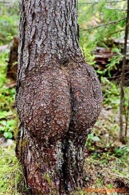 Ass Tree 2