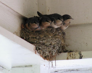 Photo of fledglings on nest, taken on July 25, 2008 w/ Canon PowerShot SX100 set on Auto, 10X zoom, no flash