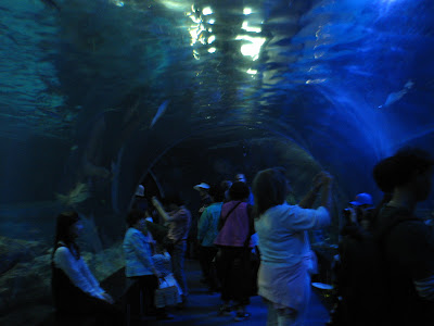 A picture of this tunnel that goes through the big shark tank