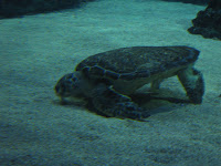 Another sea turtle, feeding