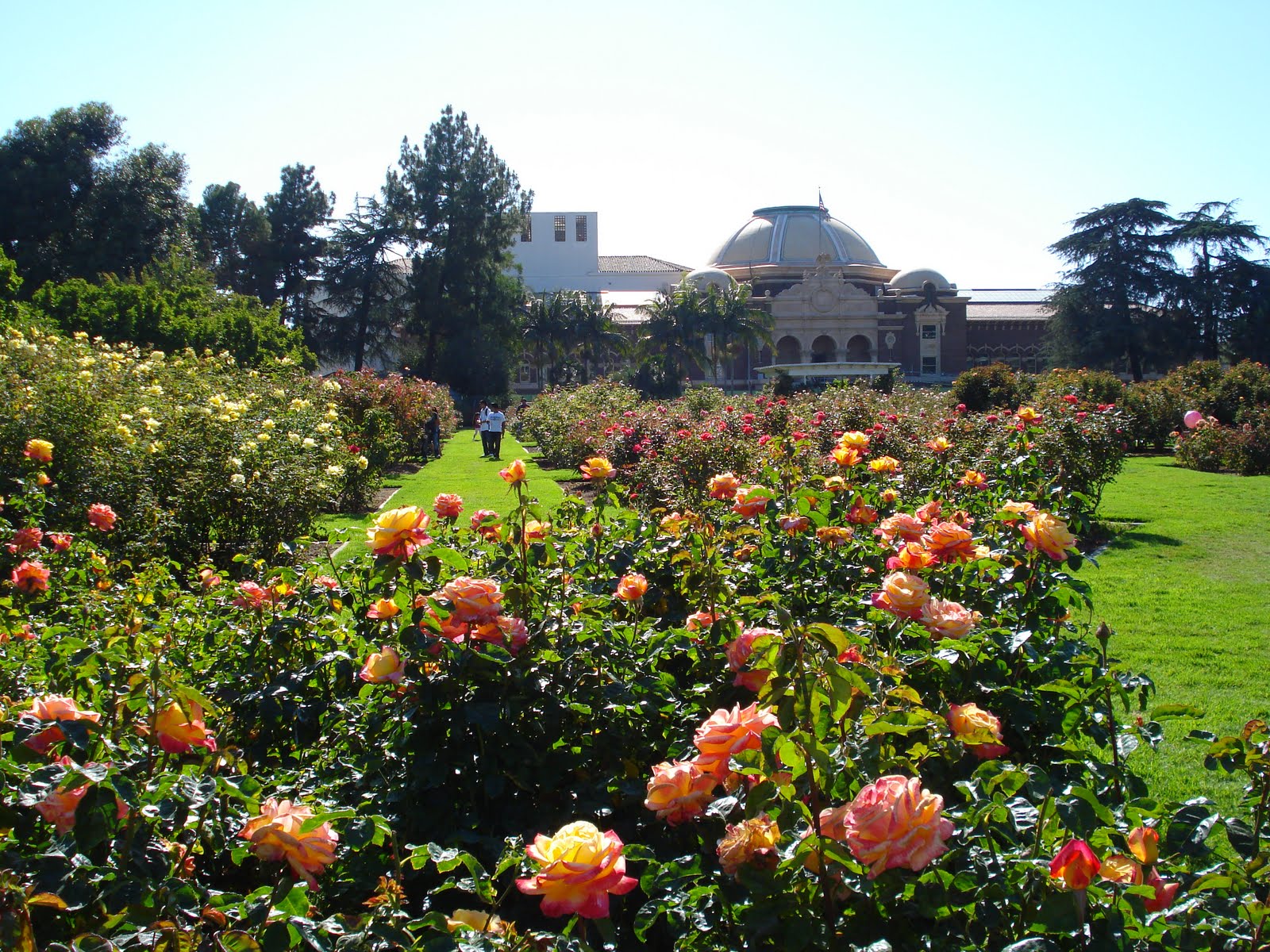 Sees Eats Plays: Exposition Rose Garden