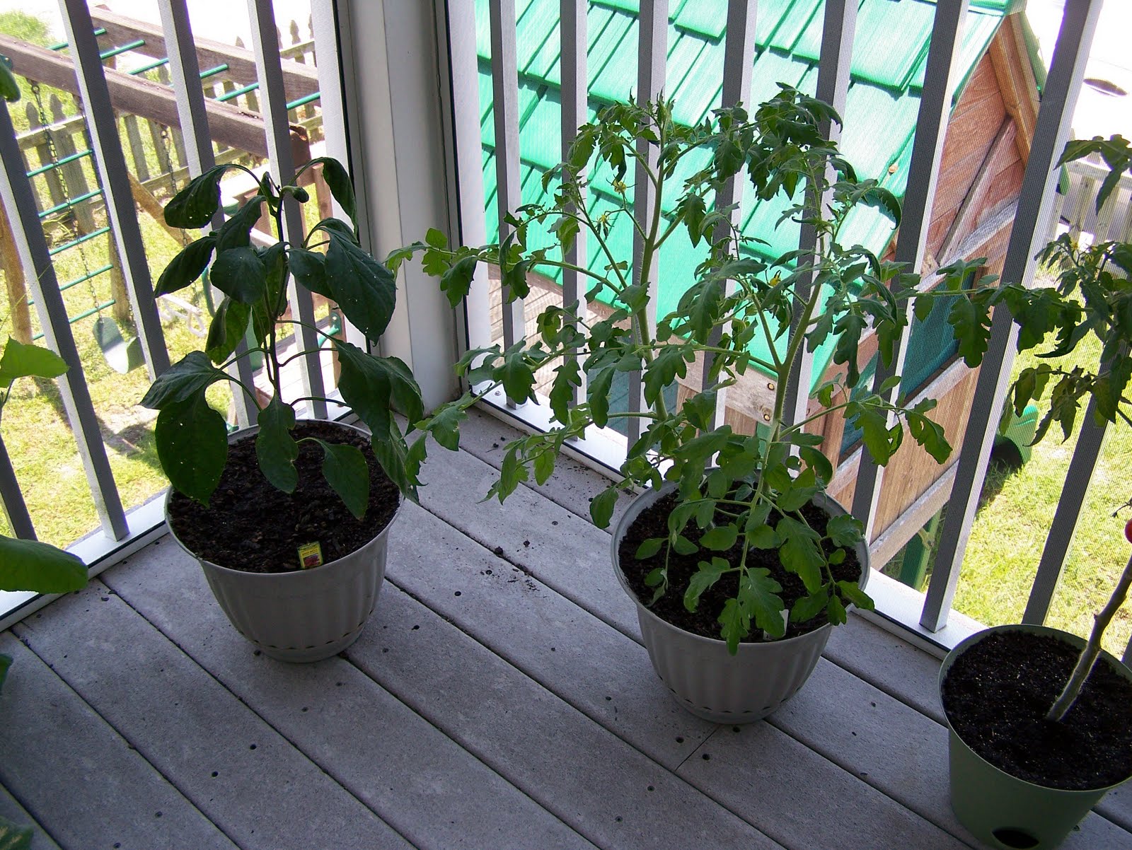 Summer Container Gardening in SW Florida