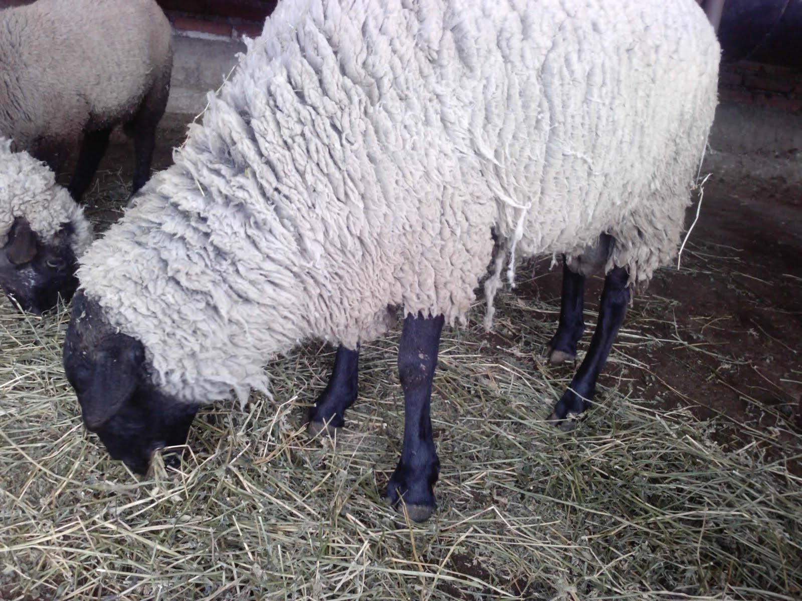 VENTA DE BORREGOS VENTA DE BORREGOS