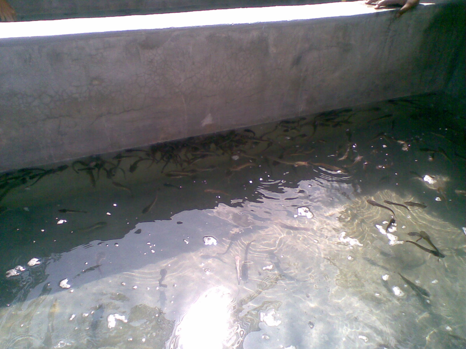 Bicara Seorang Pengetua: KOLAM IKAN KELI PPKI SMK JELAI FELDA