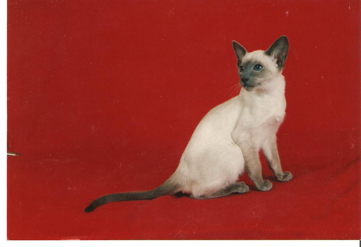 Uit de oude doos van Cattery Cardozo sinds 1975