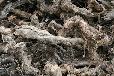 Vines uprooted - Languedoc