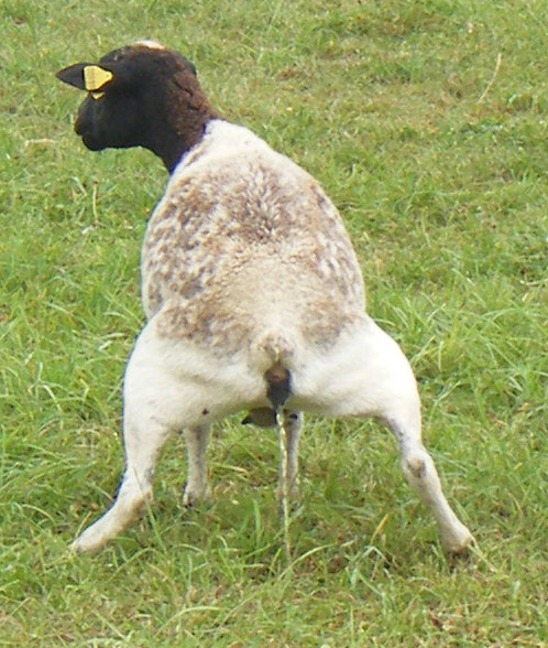 Résultat de recherche d'images pour "laisser pousser le merinos"