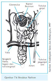 Sistem Ekskresi Ginjal dan Struktur Ginjal Biology Is Sistem Ekskresi Ginjal dan Struktur Ginjal Biology Is