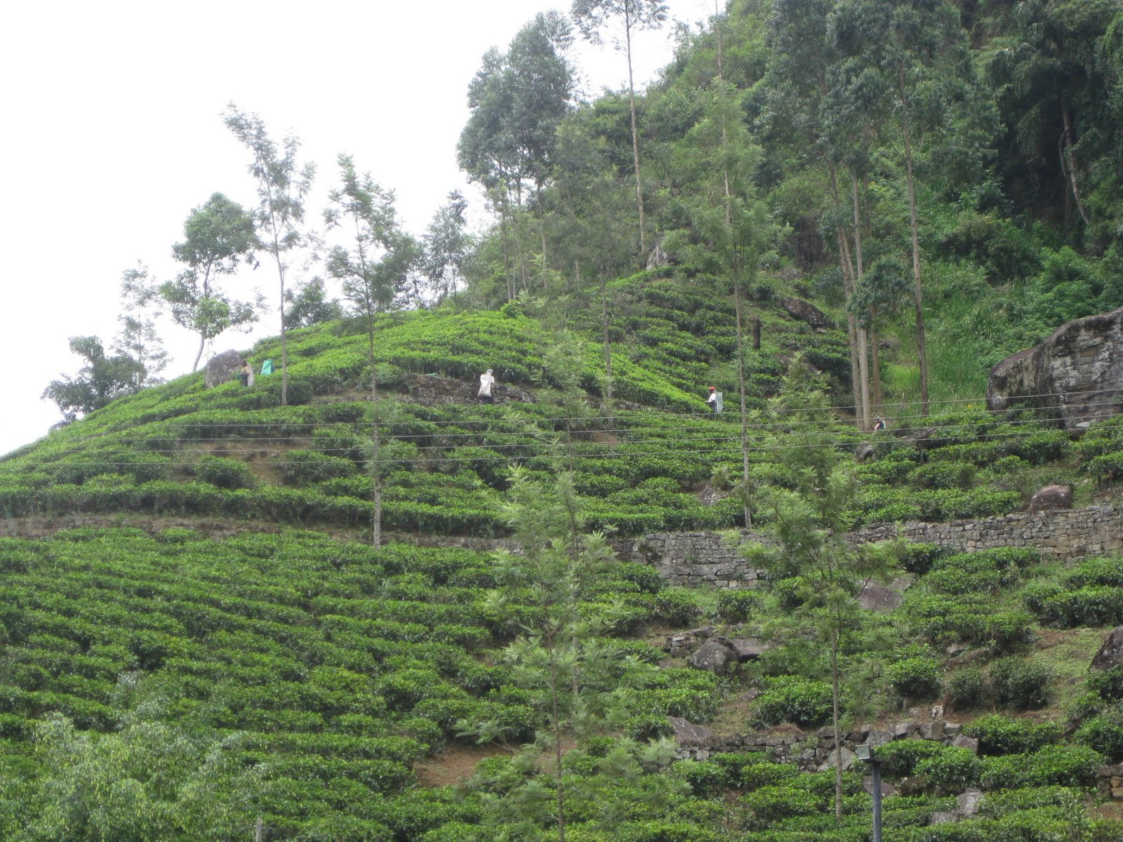 Honeymoon Week 1: Sri Lanka - Nuwara Eliya