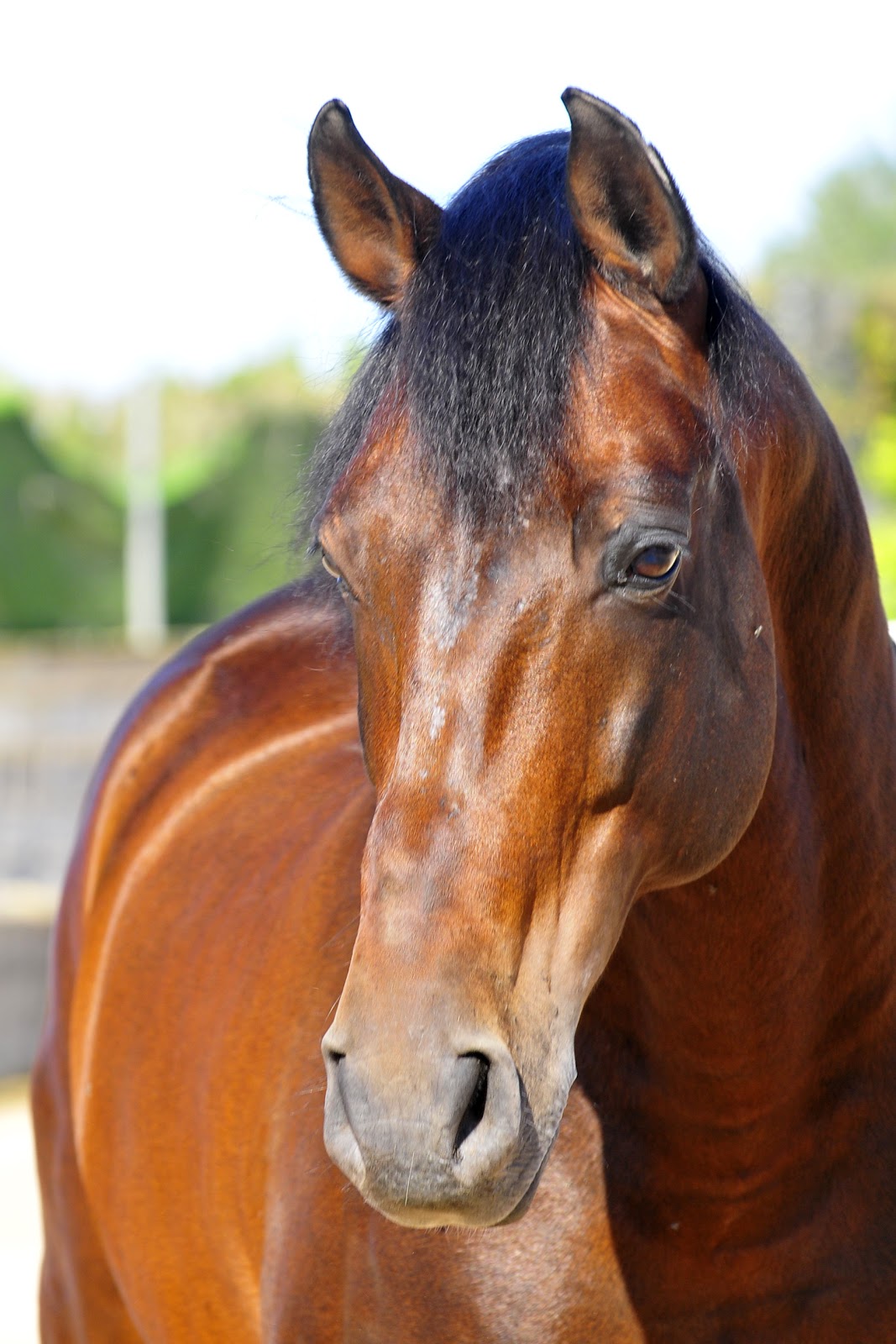 кобыла слушать. лошадь слушает. кобыла слушать. лошади обнимаются головами картинка. кобыла слушать.