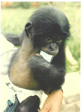 Wild Orphan Bonobo