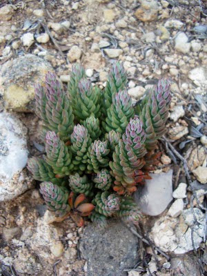 Jardí del Drach: mayo 2010