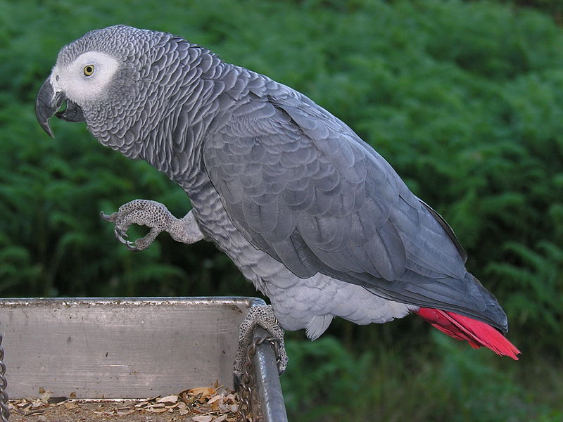 [african-grey-parrot.jpg]