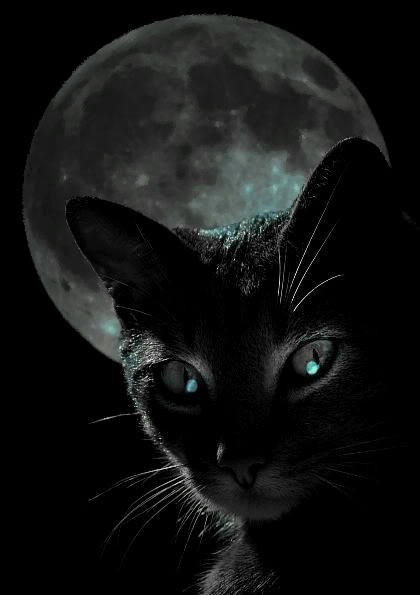 [black-cat-moon.jpg]